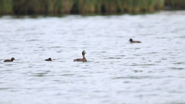 Tufted Duck - ML603083271