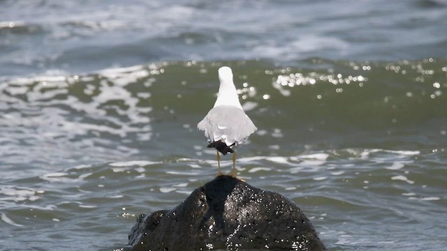 goéland ou mouette sp. - ML603083281