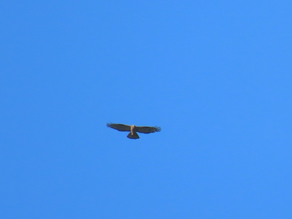 European Honey-buzzard - ML603085661