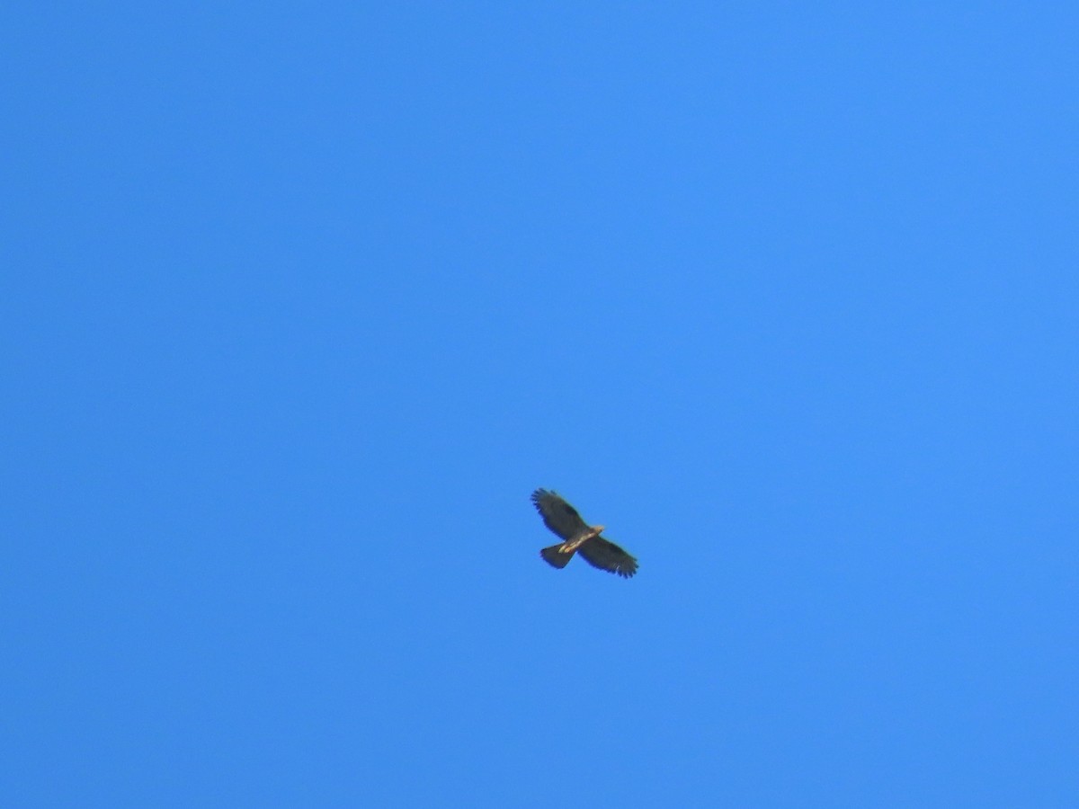 European Honey-buzzard - ML603085751
