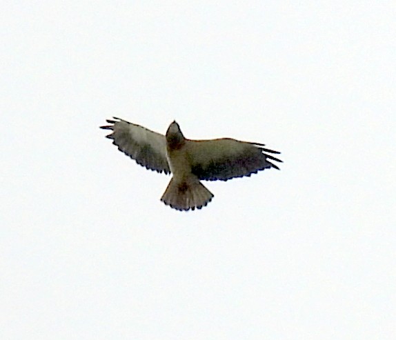 Swainson's Hawk - Richard and Janice Drummond