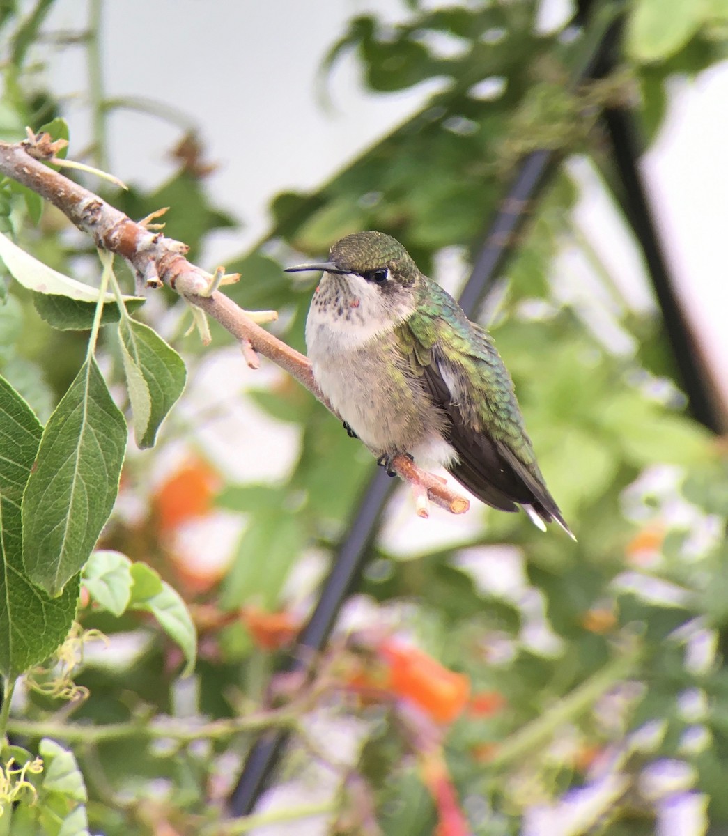 Ruby-throated Hummingbird - ML603087301