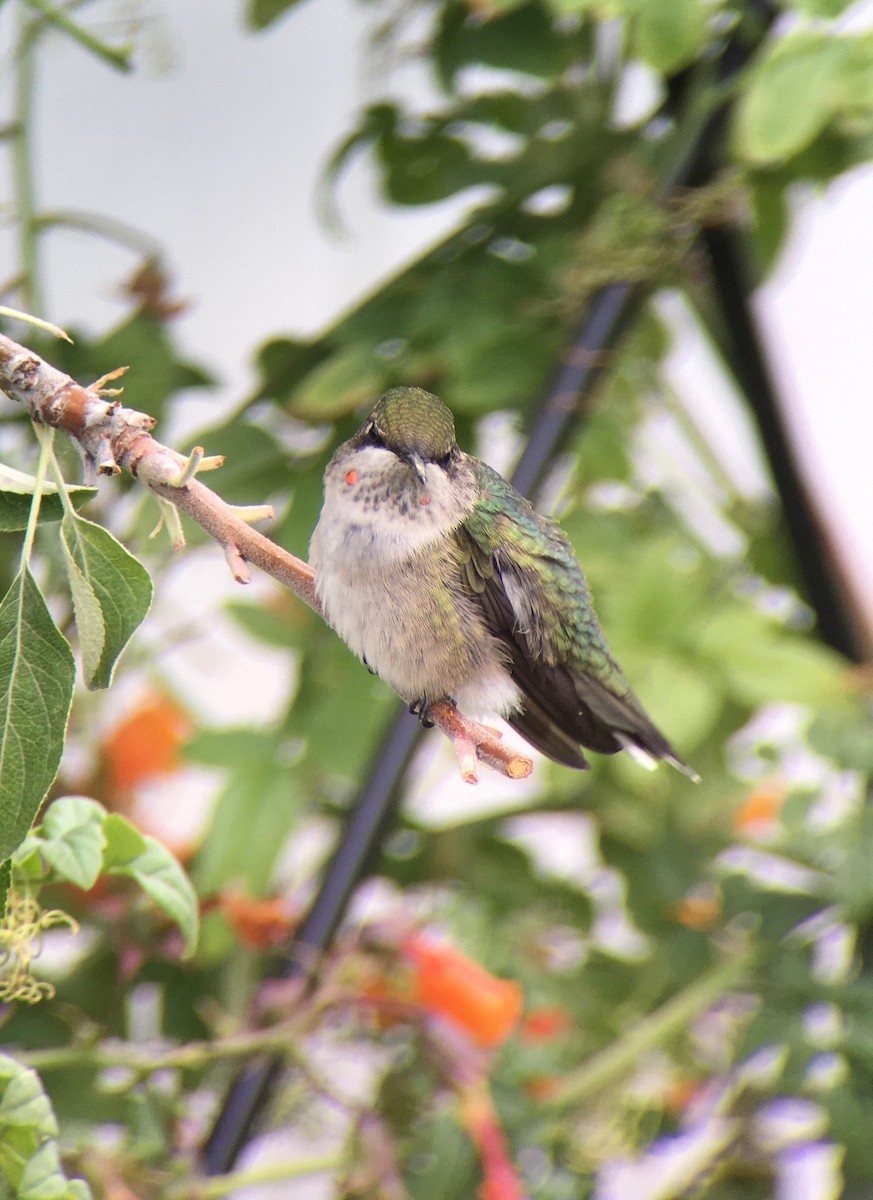 Ruby-throated Hummingbird - ML603087331