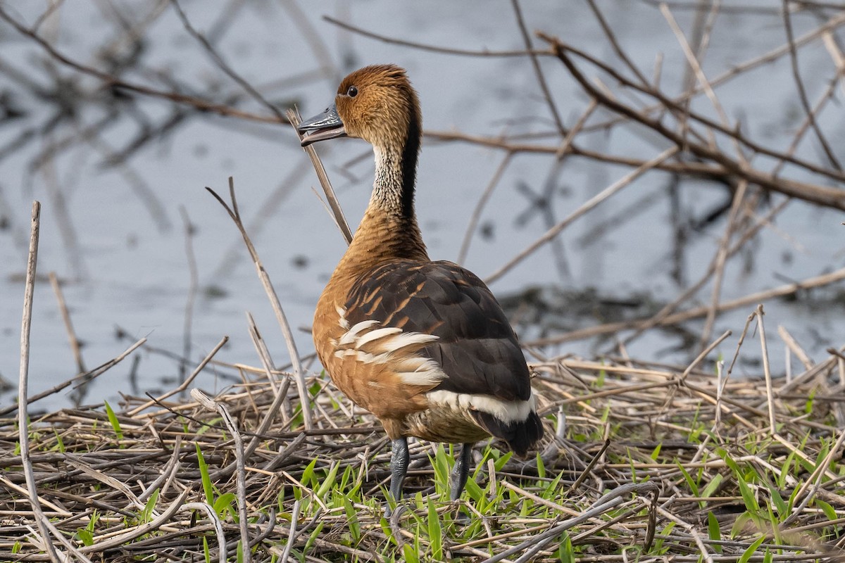 Dendrocygne fauve - ML603087751