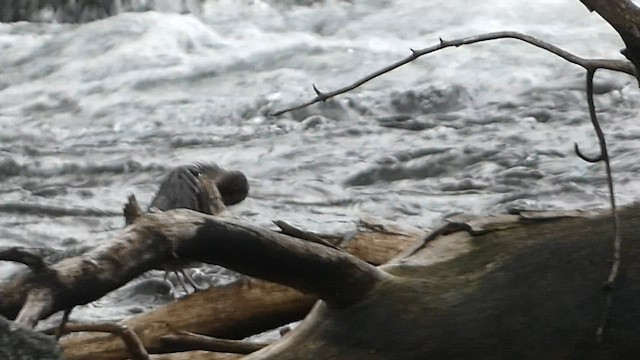 American Dipper - ML603088321