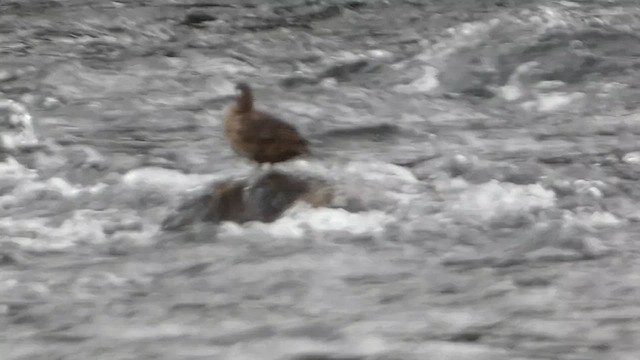 Harlequin Duck - ML603088451