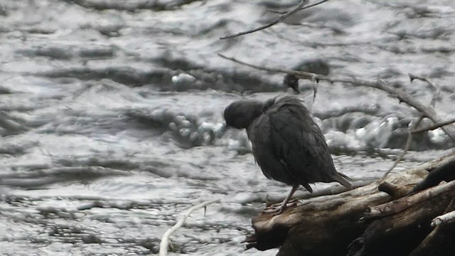 American Dipper - ML603088471