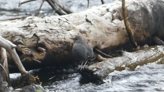 American Dipper - ML603088501