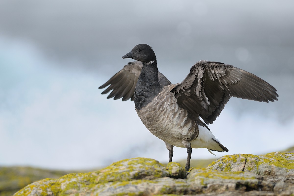 Brant (Atlantic) - ML603088631