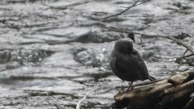 American Dipper - ML603088721