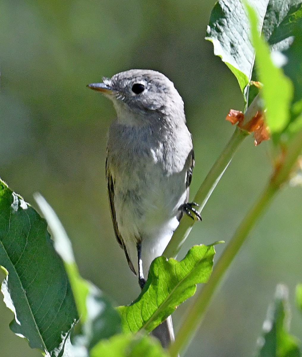 Dusky Flycatcher - Daniel Murphy