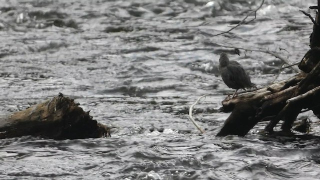 American Dipper - ML603088791