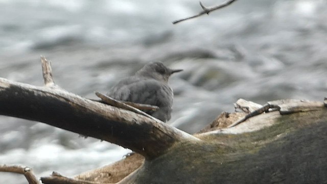 American Dipper - ML603088861
