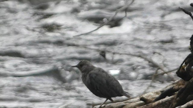 American Dipper - ML603088921