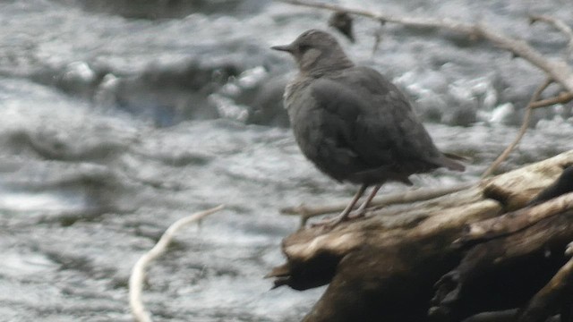 American Dipper - ML603089211