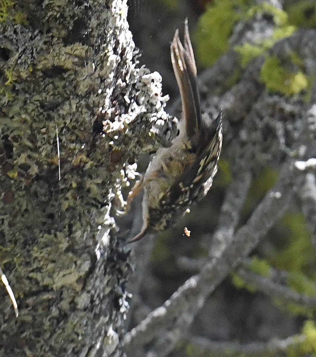 Brown Creeper - Daniel Murphy