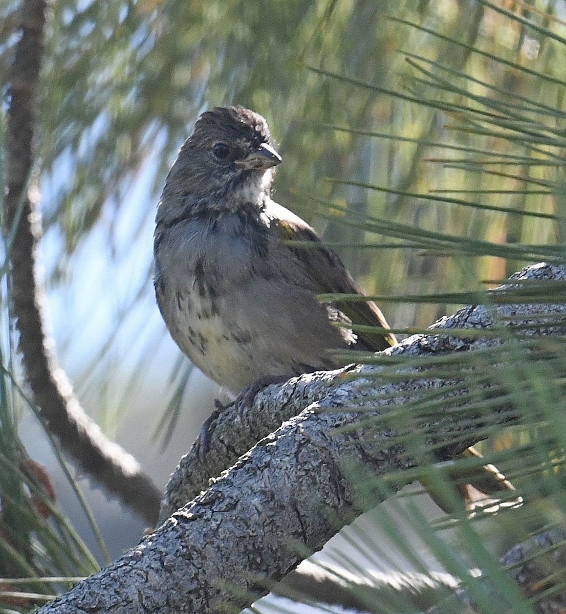 Green-tailed Towhee - ML603089431