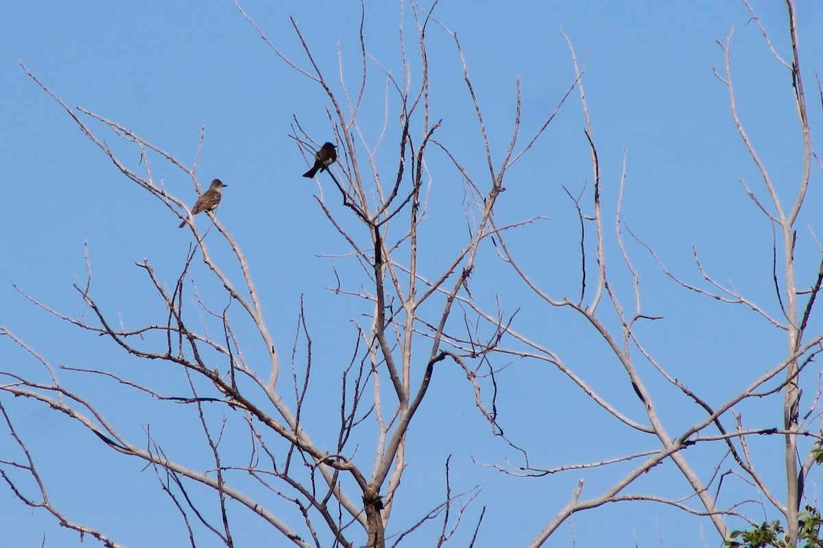 Ash-throated Flycatcher - David Lerwill