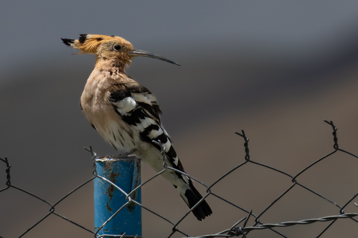 Eurasian Hoopoe - ML603090801