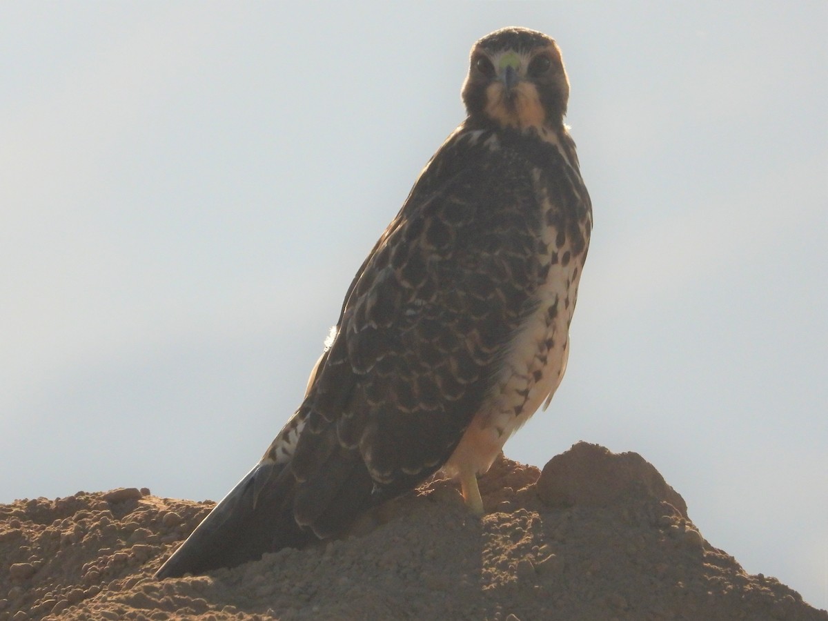 Swainson's Hawk - ML603091311