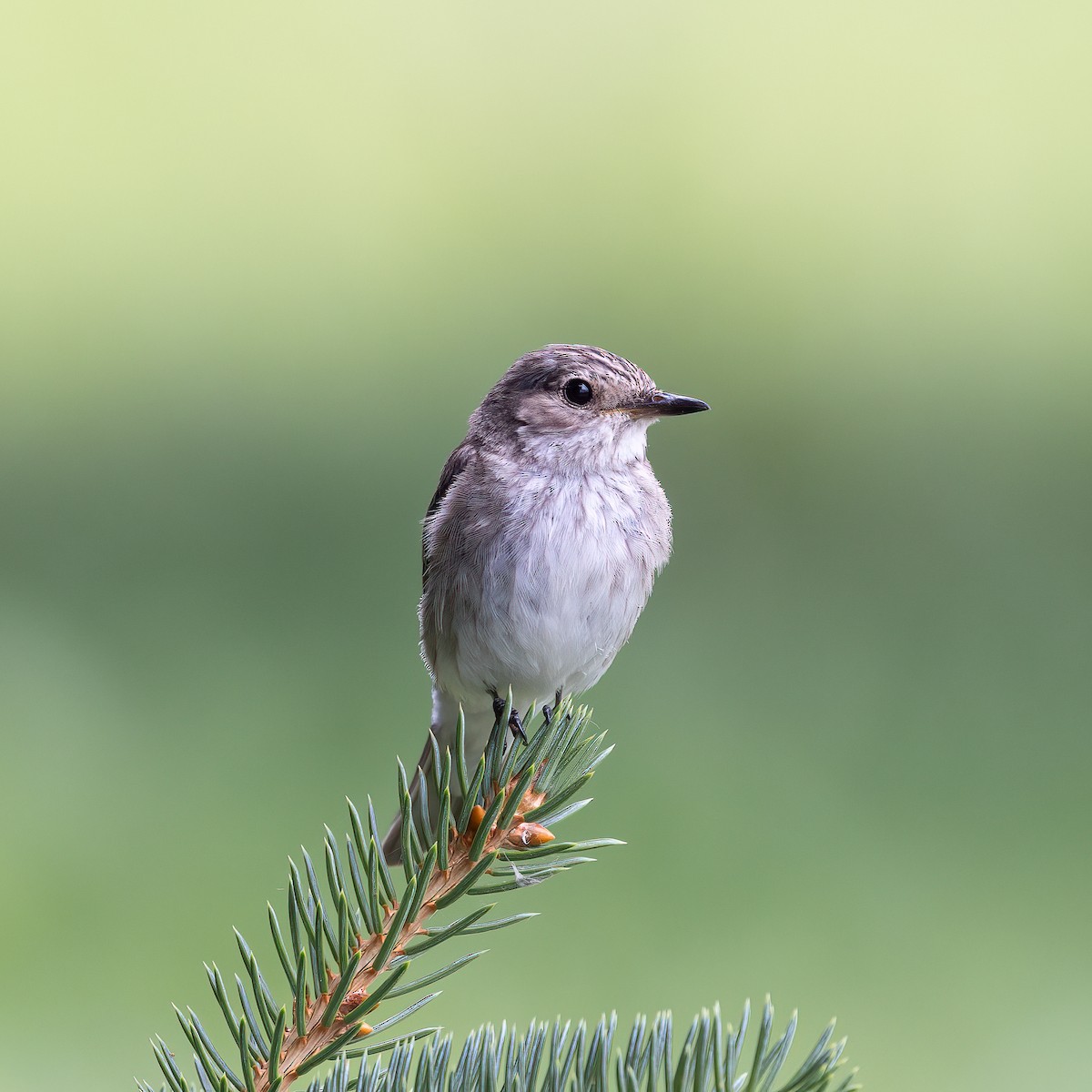 Spotted Flycatcher - Lukas Sekelsky