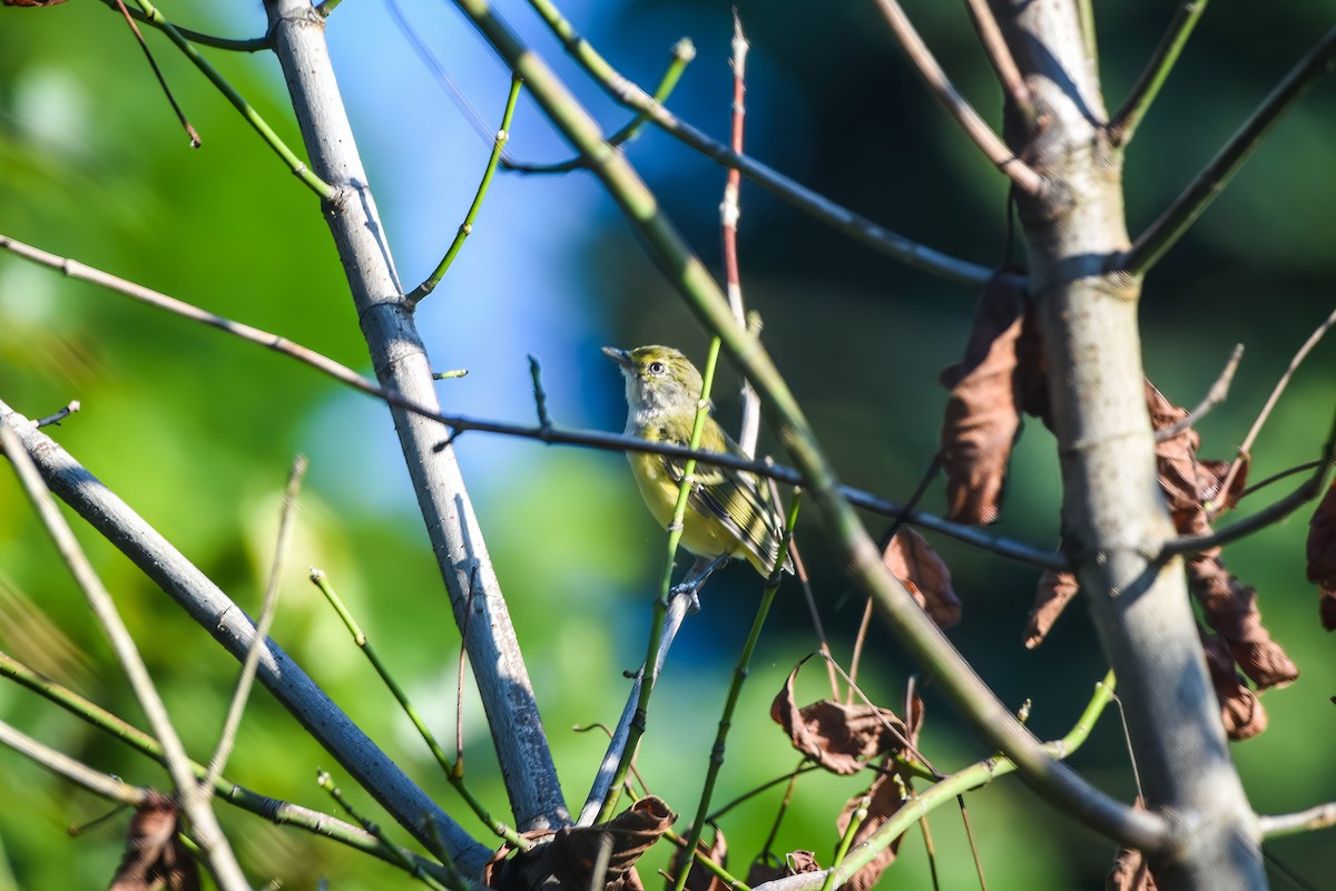 Ak Gözlü Vireo - ML603092331