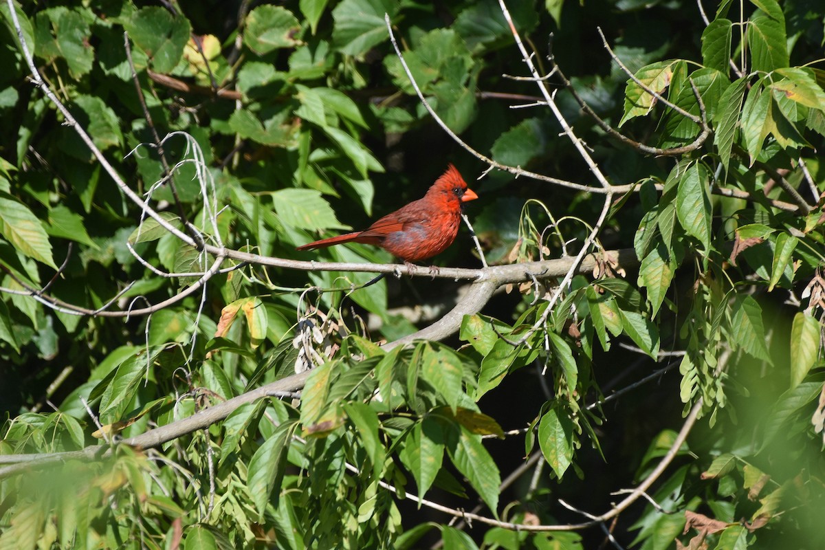 Northern Cardinal - ML603092441