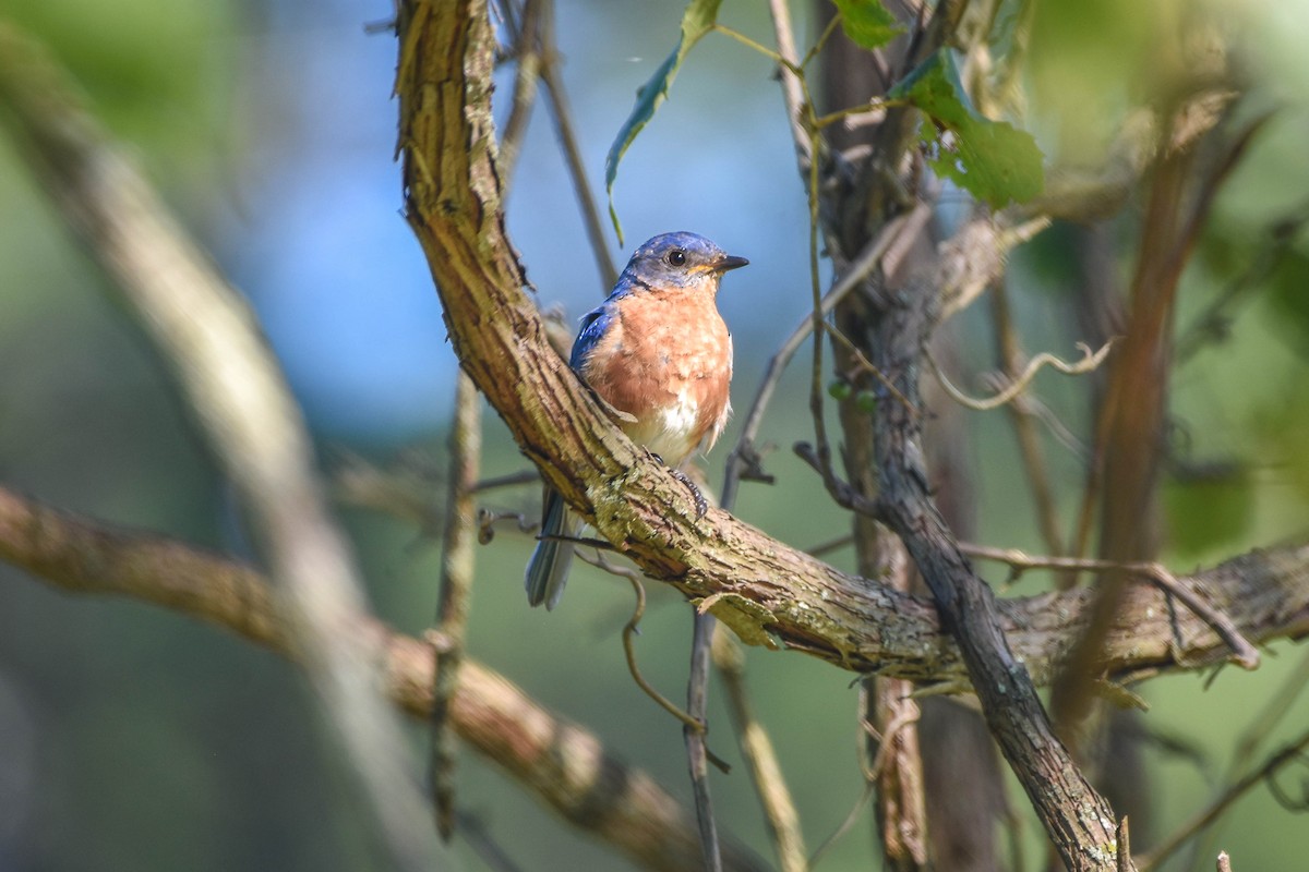 Eastern Bluebird - ML603092611