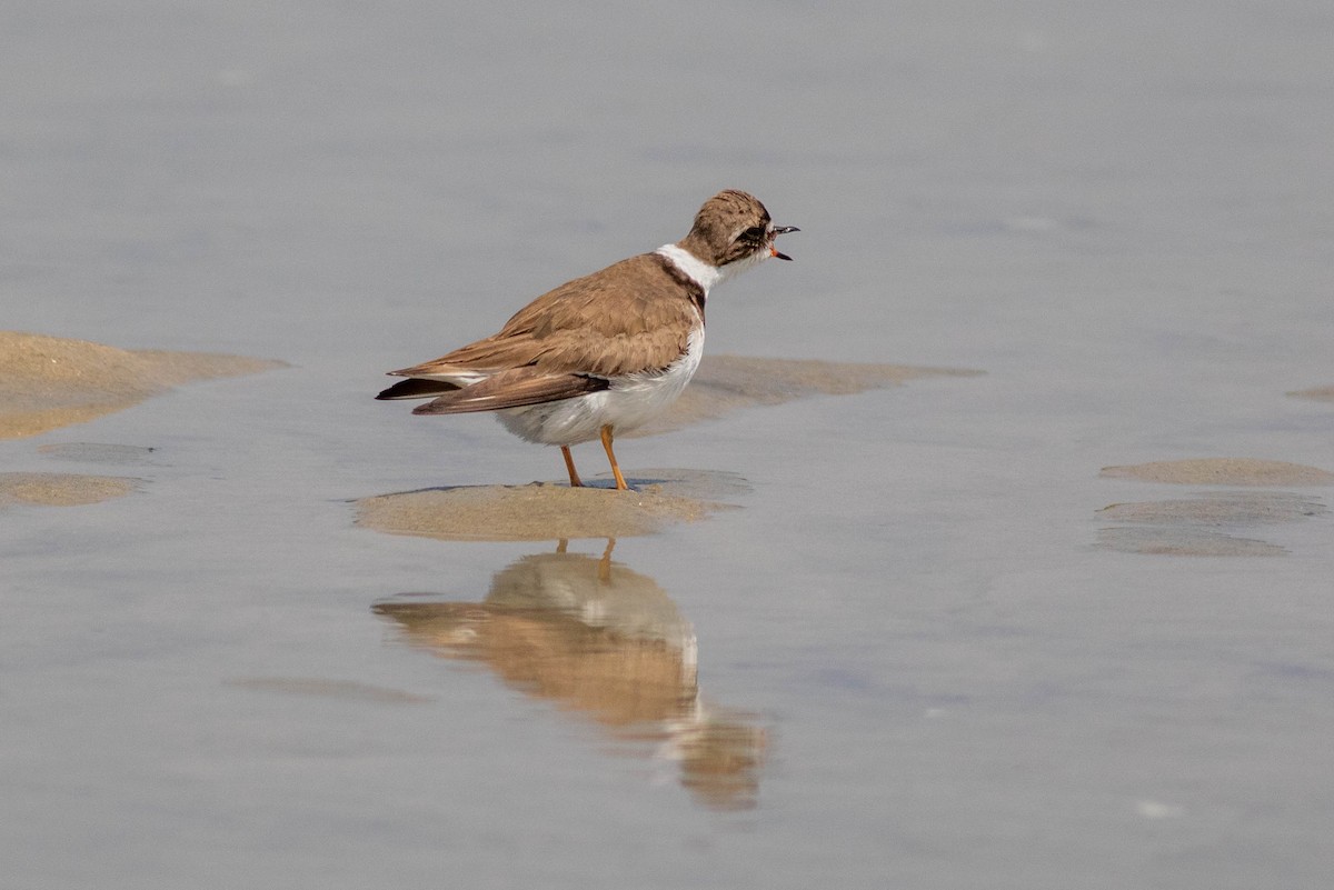 Semipalmated Plover - ML603093181