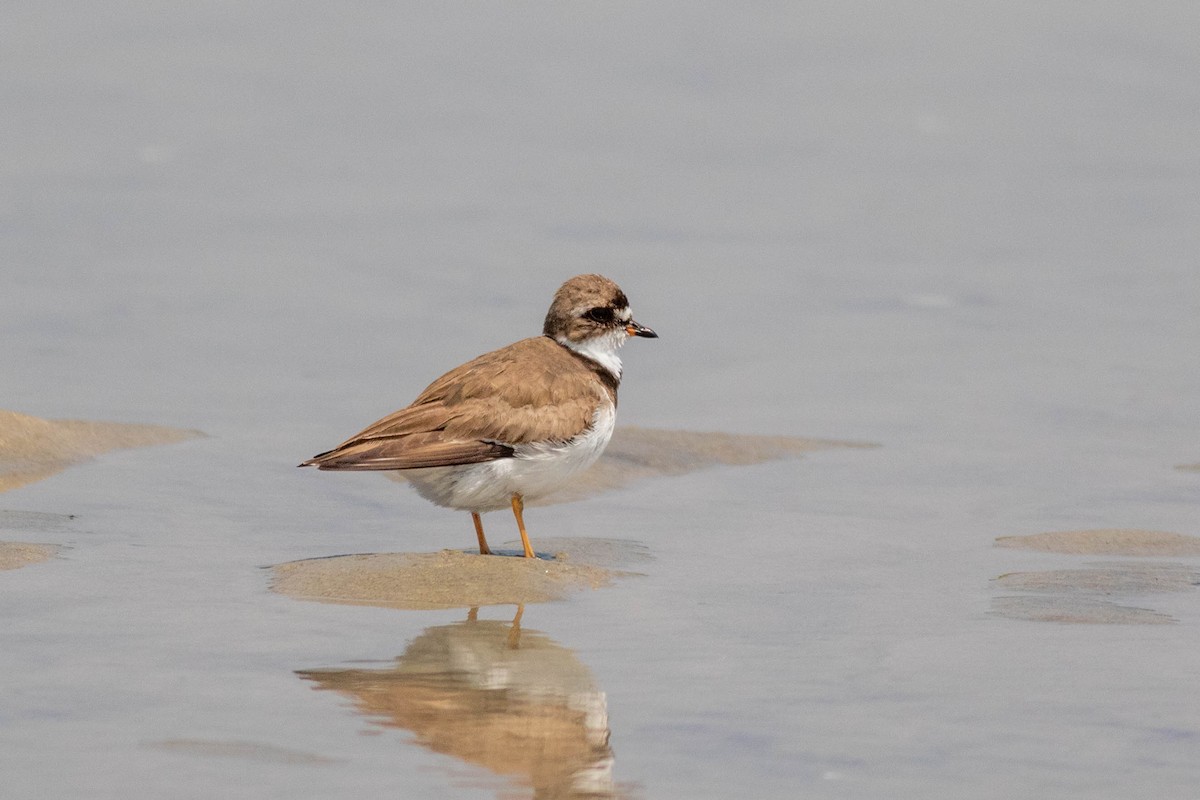 Semipalmated Plover - ML603093191