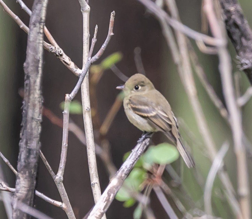 Western Flycatcher (Cordilleran) - ML603093761