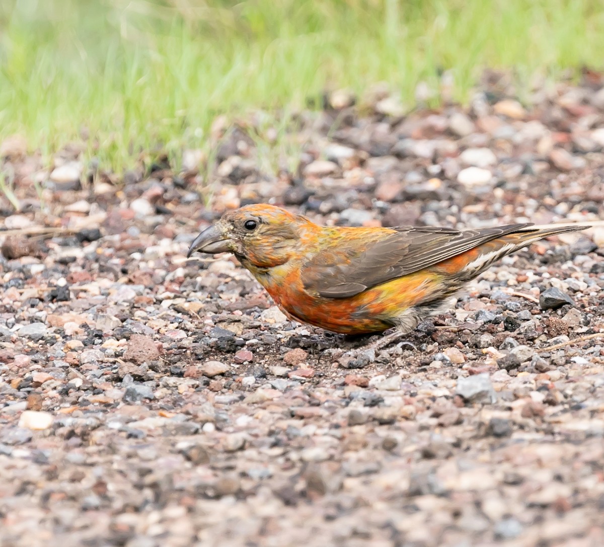 Red Crossbill - Damon Haan