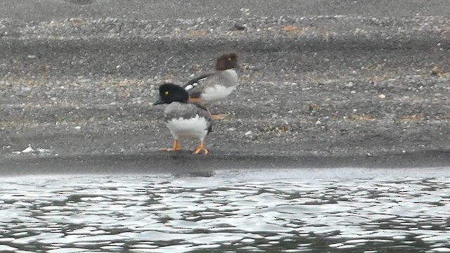 Barrow's Goldeneye - ML603094241