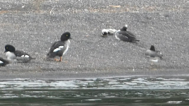 Barrow's Goldeneye - ML603094291