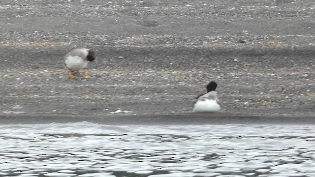 Barrow's Goldeneye - ML603094301