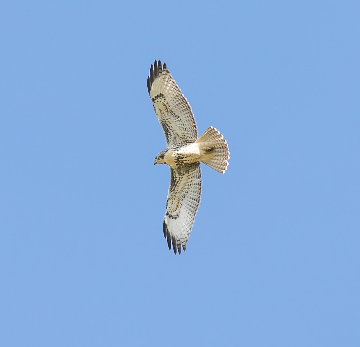 Red-tailed Hawk - Damon Haan