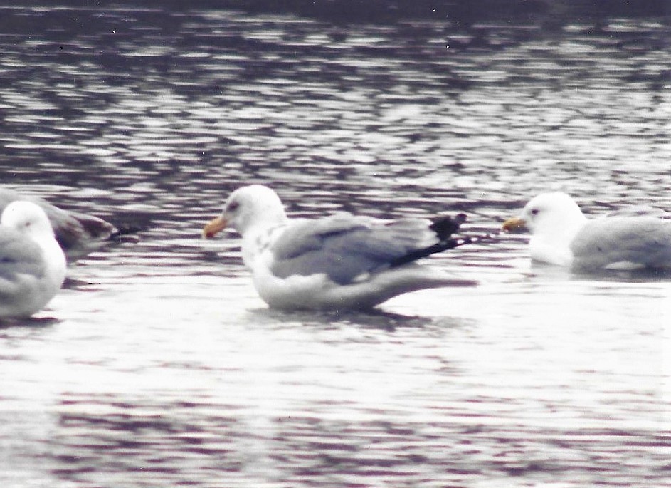 Herring Gull - ML603095671