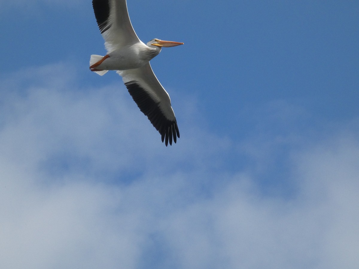 American White Pelican - ML603095931