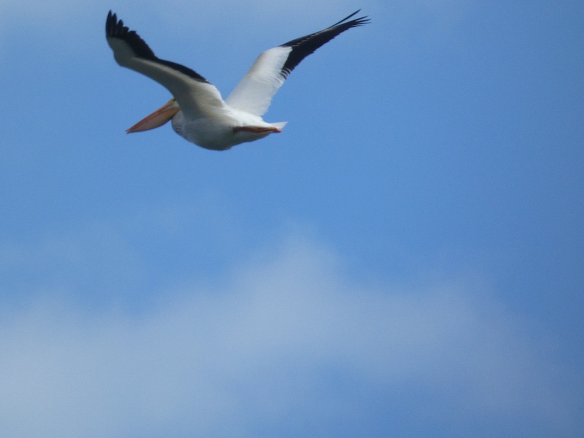 American White Pelican - ML603096001