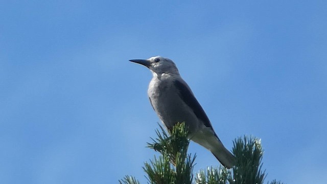 Clark's Nutcracker - ML603096281