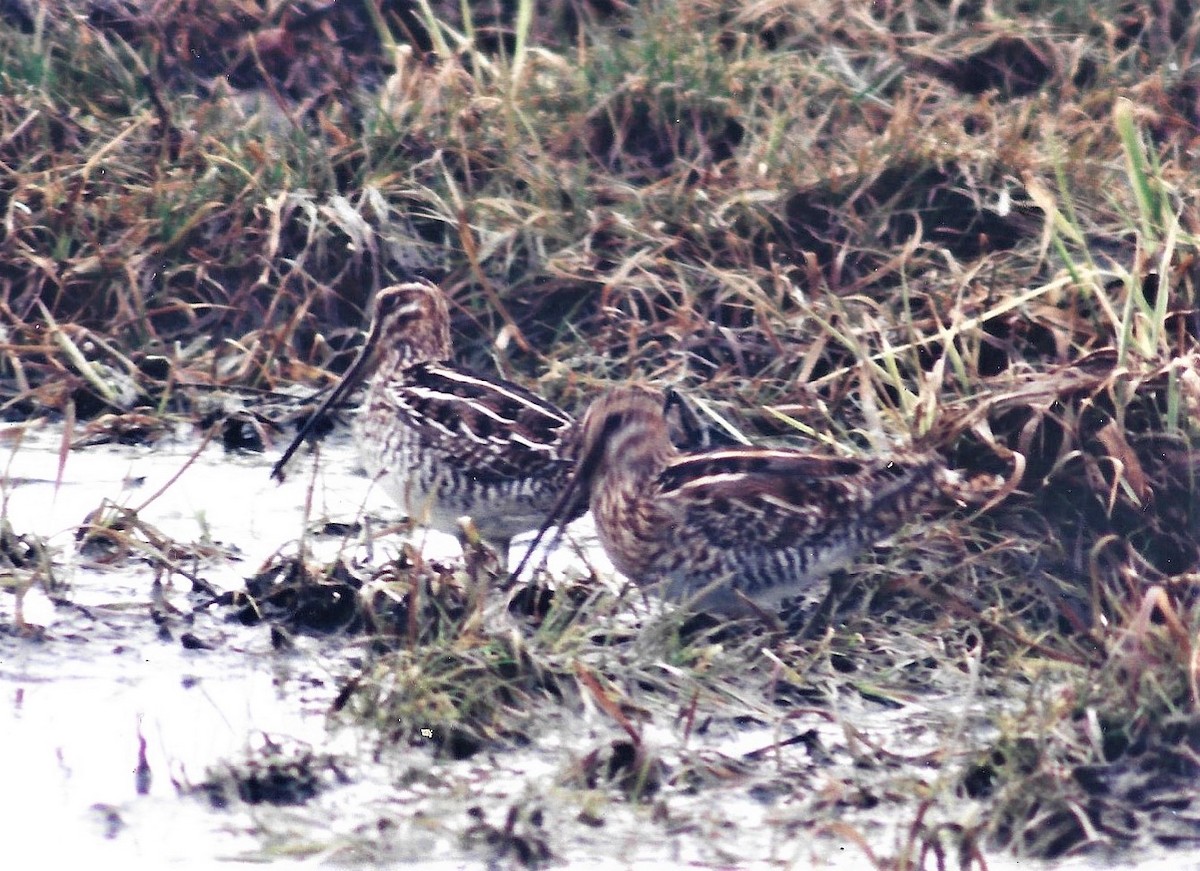 Wilson's Snipe - Bob Packard