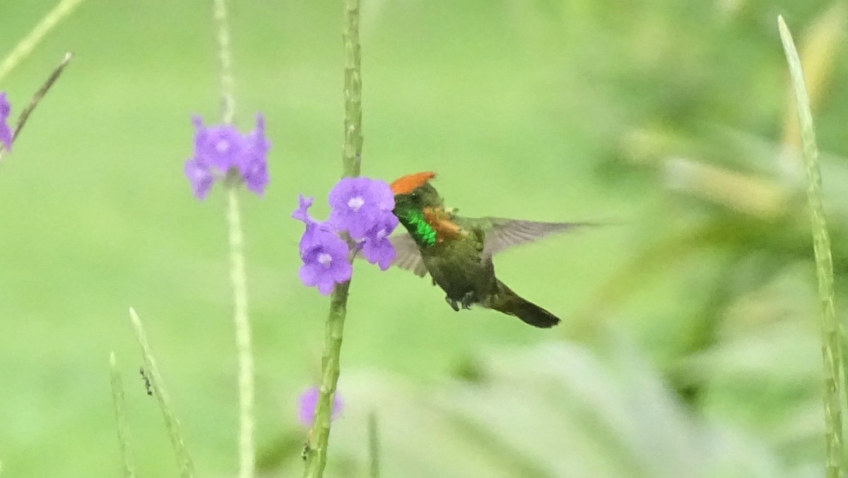 Tufted Coquette - ML603096831