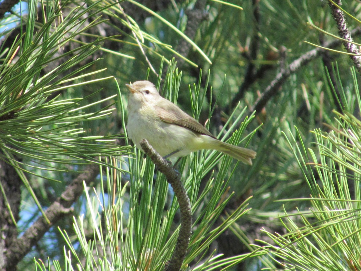 Eastern/Western Warbling Vireo - ML603097311