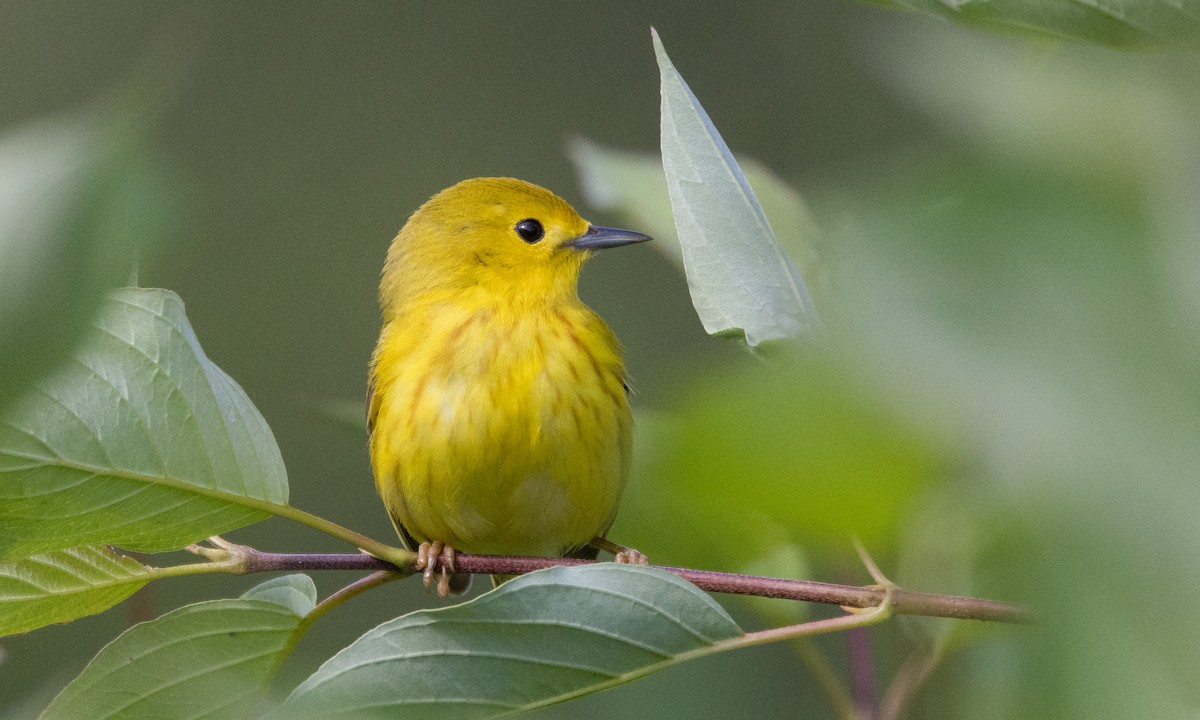Yellow Warbler (Northern) - Chris Wood