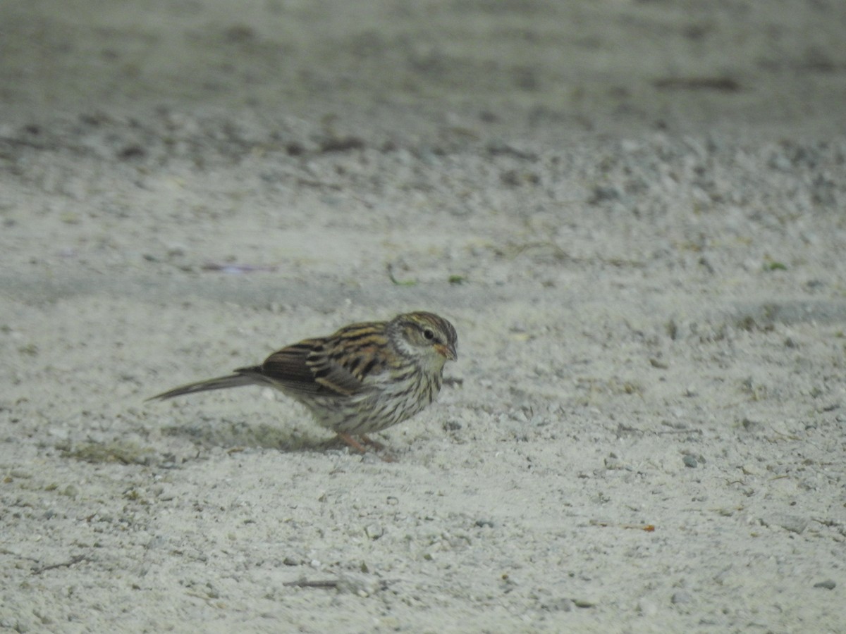 Chipping Sparrow - ML603099051
