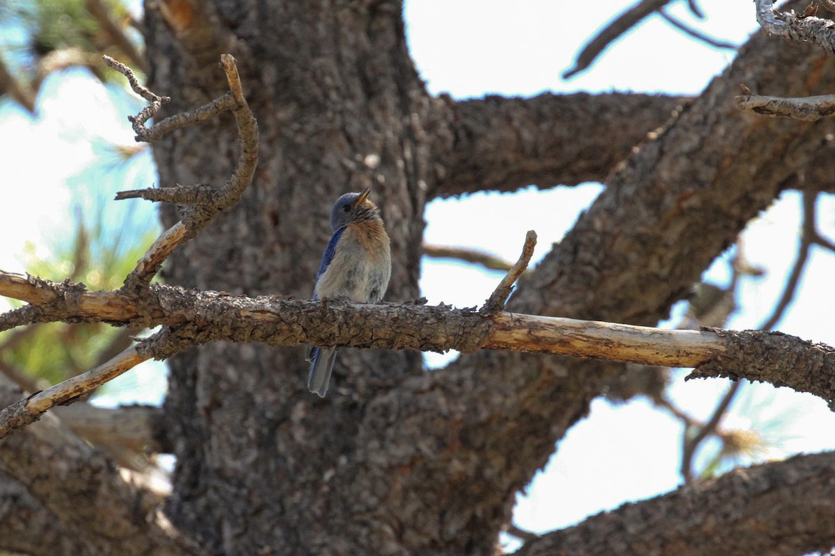 Eastern Bluebird (Mexican) - ML603100061