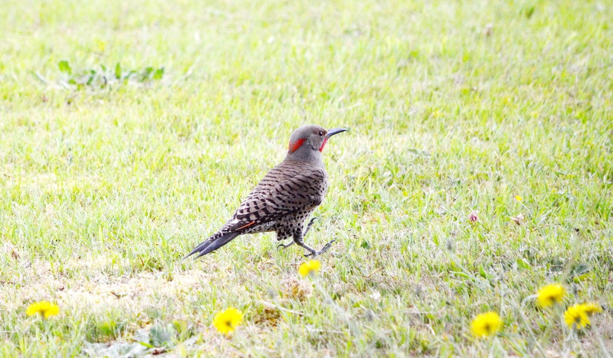 Northern Flicker (Red-shafted) - Jean and Bob Hilscher