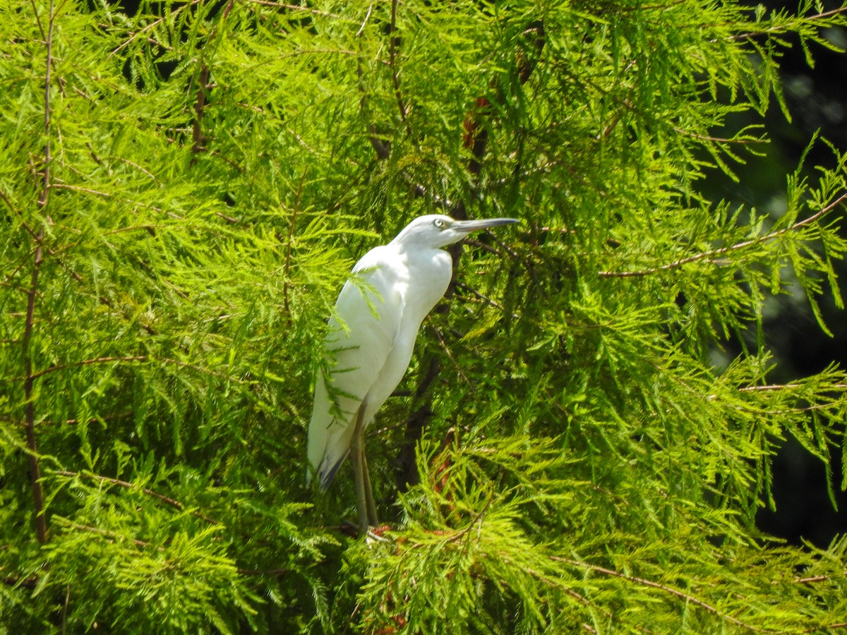 Little Blue Heron - ML603100681