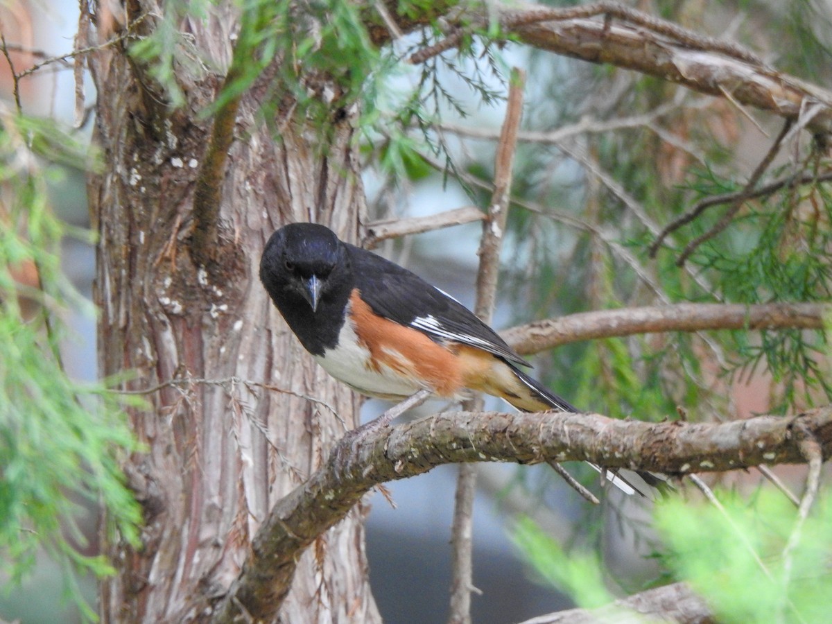 Eastern Towhee - ML603100711