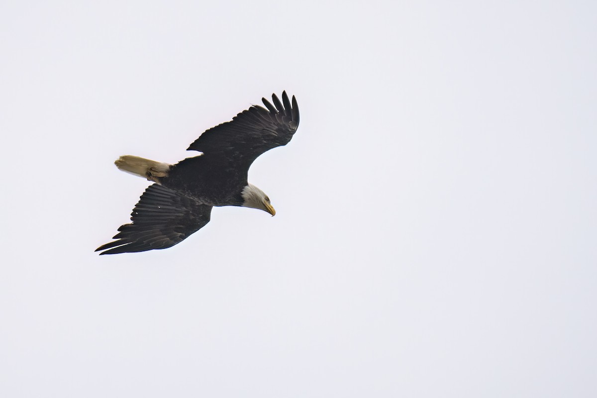 Bald Eagle - ML603101371